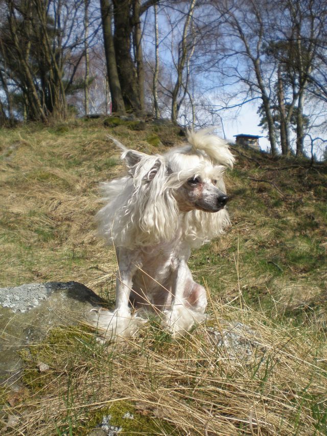 Albínka od Sv Linharta