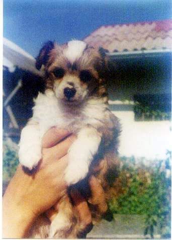 Aerin z Alsova Nabrezi