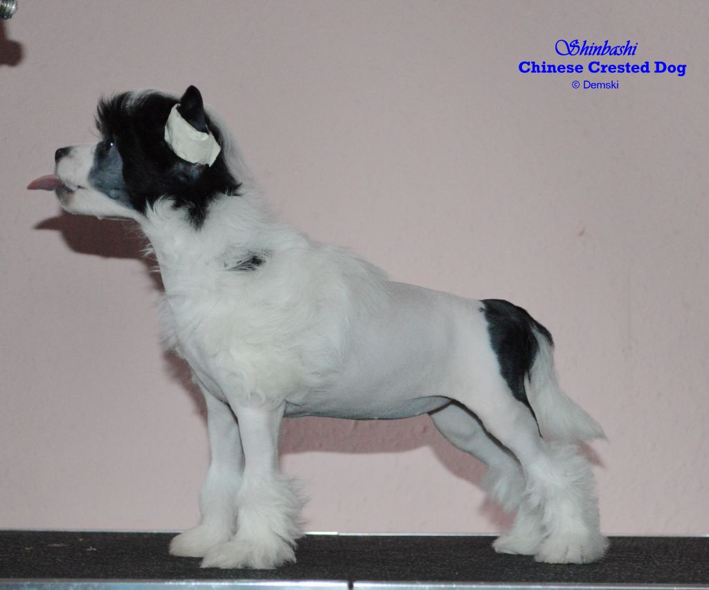 Yvresse  von Shinbashi