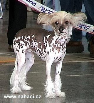 Greta Garbo Slezsky Sen