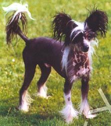 Teeleewan du Gué de Launay