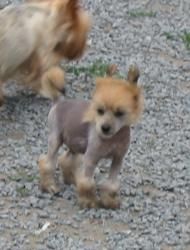 Elton John du Galop du Globe