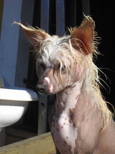 Lucky Line's Diamond Lexus