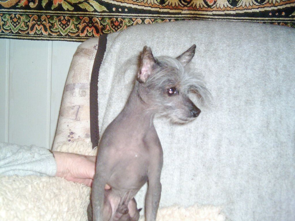 Dschingis Khan von Hellmundin