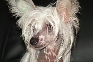 Diamond Forever Dishanty