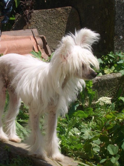 Angelface of Beminita