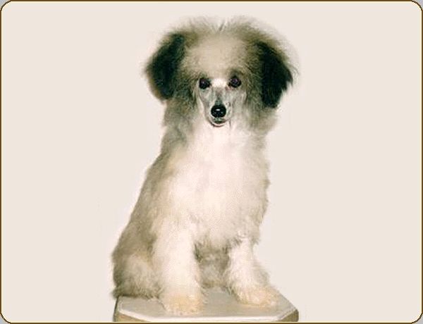 Lee Lee Chi The Legend of Shangrila