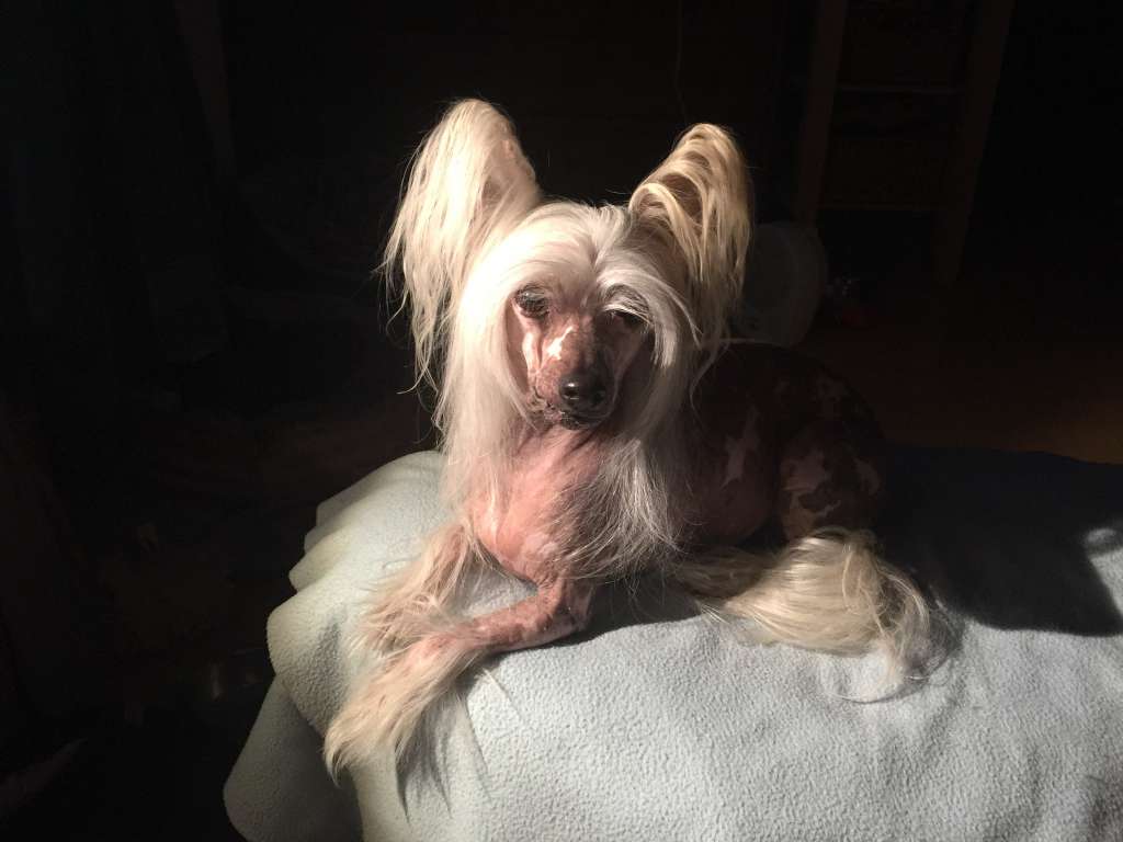 D'Czarnuszka Poarott