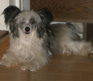 Herisco il Hechicero Huella of Powder Dream 