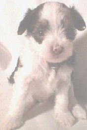 Bandido Il Bueno Bocado Of Powder Dream