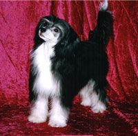 Cronhammar's Give Me Gucci