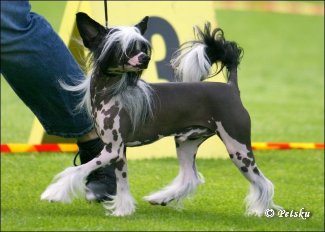 Kredo Festa Eye Of The Tiger