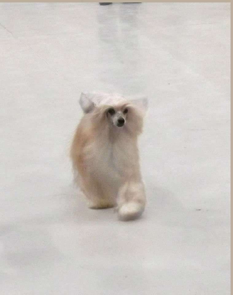 Chezic Mancunian Man