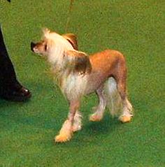 Galchris Designer Babe