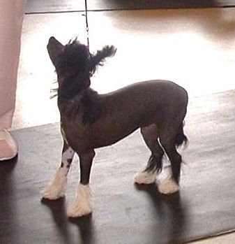 Hitmonchan Chasing Rainbows For Fawncrest