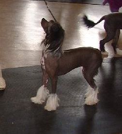 Kashi Shine On Crazy Diamond