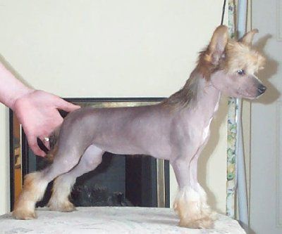 Liddyleaze Ray Of Light