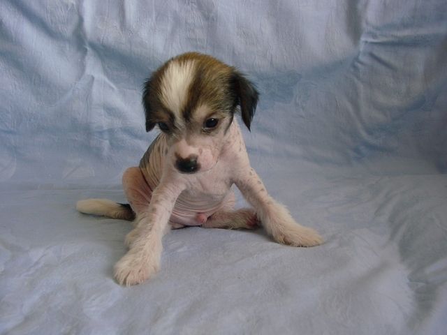 Desire z Kamilkové zahrady