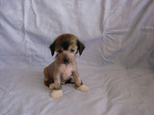 Dante z Kamilkové zahrady