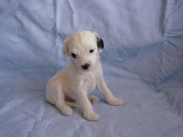 Dennis z Kamilkové zahrady