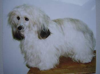 Areka z Kamilkové zahrady