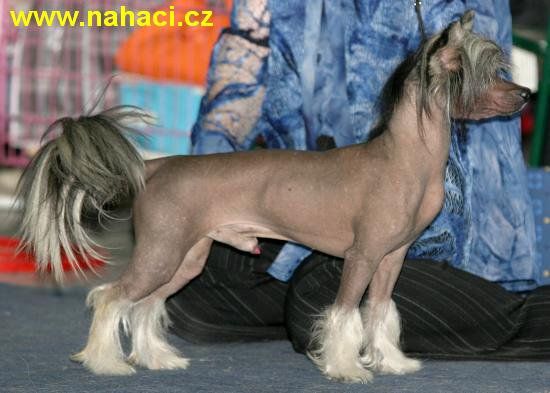 Bastien ze Zatopené Chajdy