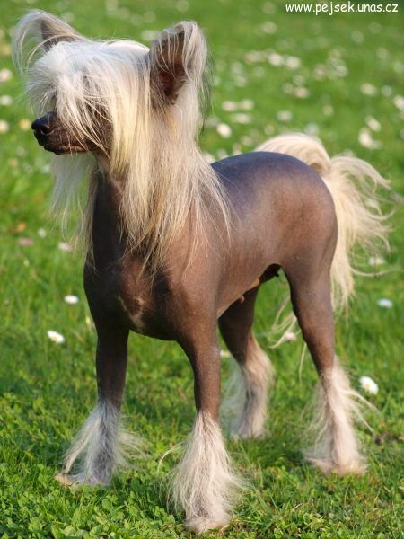 Bonie Ze Zatopené Chajdy