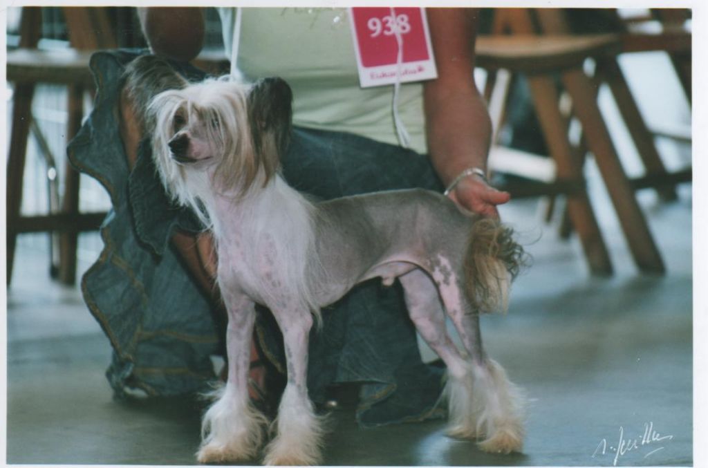 Moonswift Autumn Wind