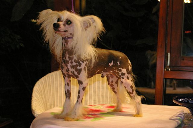 Amicelli von Shinbashi