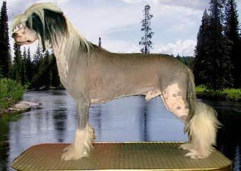 Windspiel According to Shandia 