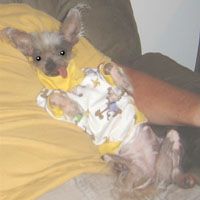 Bricor Cat Woman At Mstic-Heart