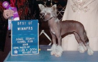 Marquis A Legend N'Bed HL