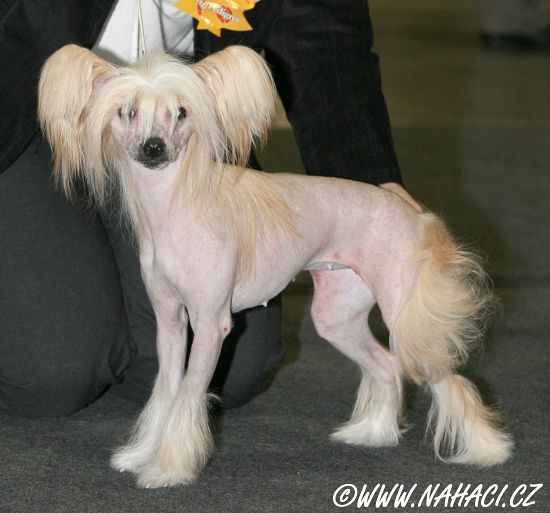 Belliza Aguna Boska Kate