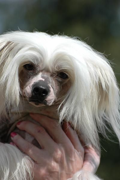 Newbourne Dodo Frodo