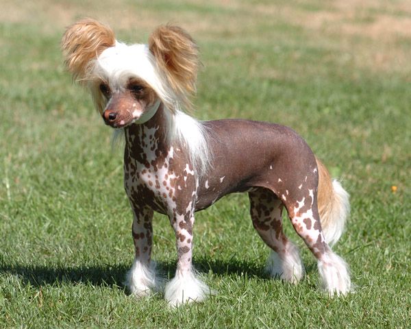 Starward Lady Godiva