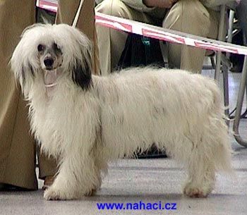 Barnie Brown z Frydeckeho zamku