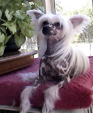 Badger Crest's She's A Hoot