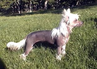 Badger Crest Wee Precious Pearl