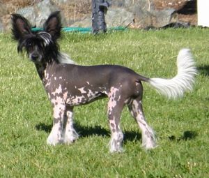 Barefax Little Miss Trouble Maker