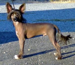 Earlylite Midnite at Barefax