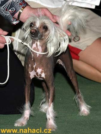 Arabela z Igorova dvora