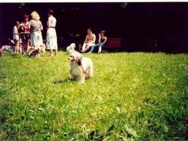 Brytanica Kalis z Treste