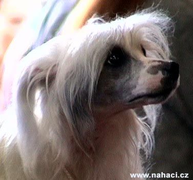 Arkada Candy ze Zeme pokladu