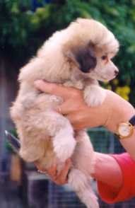 Audrey Cherie Boheme