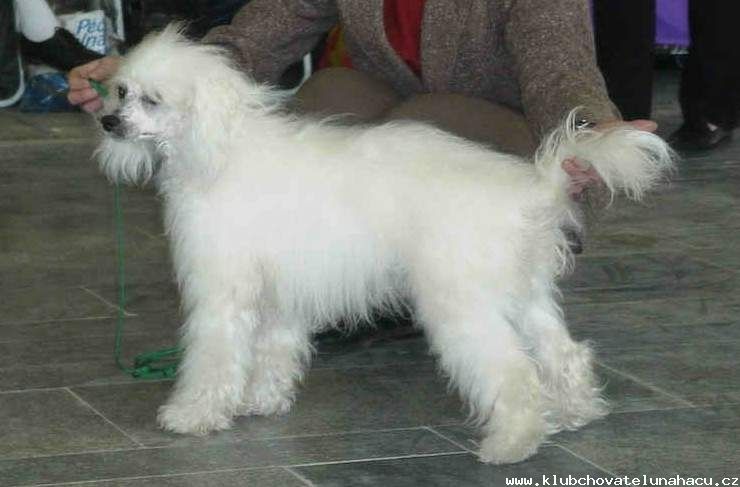 Aura Ambrosia od Bile lane