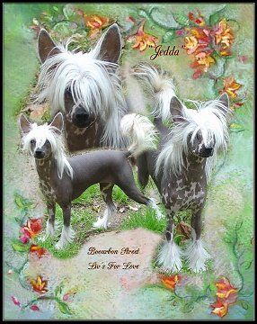 Group Winning Am. Ch.Bourbon Street Liv'n For Love