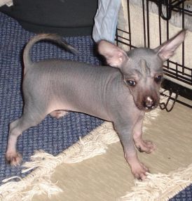 Magic'N Mystic Crazygremlin