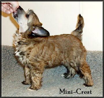 Mini-Crest Frazze