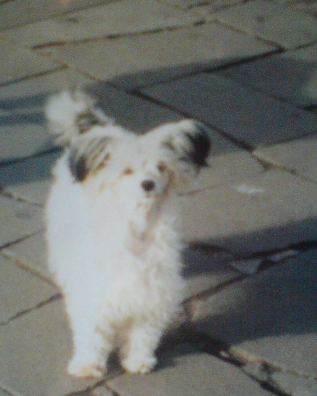 Kashi Marushka At Mistyayre