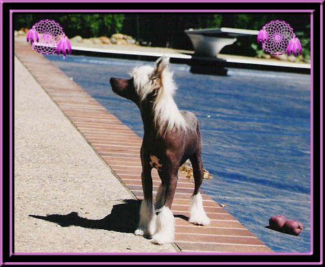 Babylon's Purple Rain